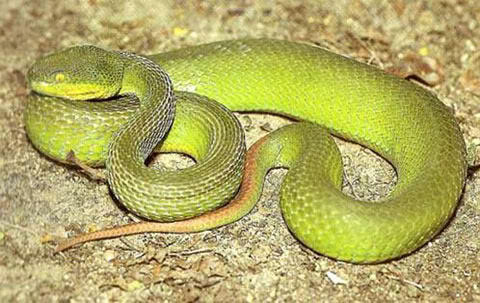 งูเขียวหางไหม้